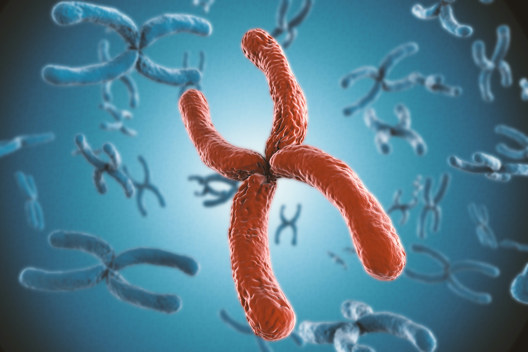 Avec l'âge, certaines cellules chez l'homme ne possèdent plus de chromosome Y. © Phonlamaiphoto, Adobe Stock